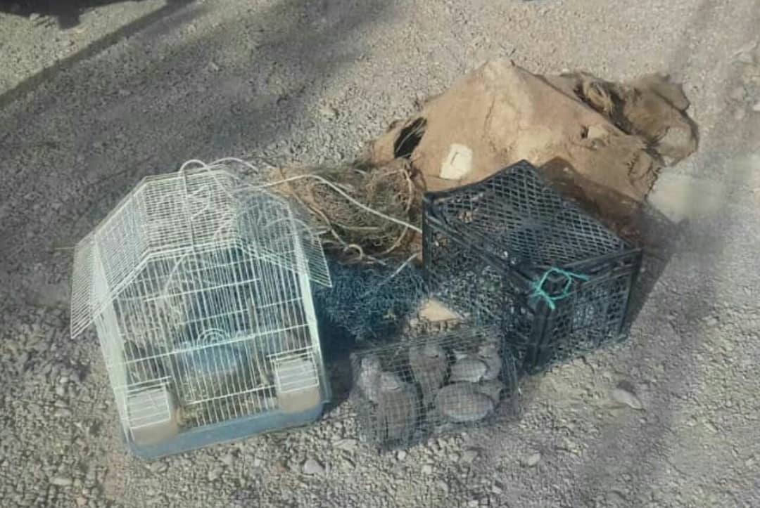 کشف و ضبط ۱۱ قطعه پرنده وحشی