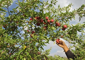 آذربایجان غربی رتبه نخست کشور در تولید سیب درختی