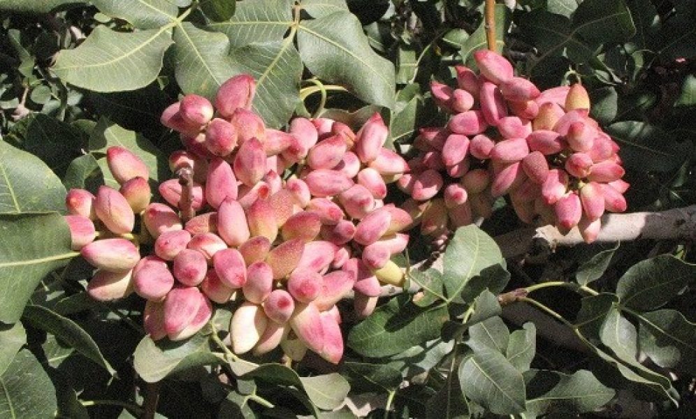 تولید پسته در تربت جام ۳۰ درصد کاهش یافت