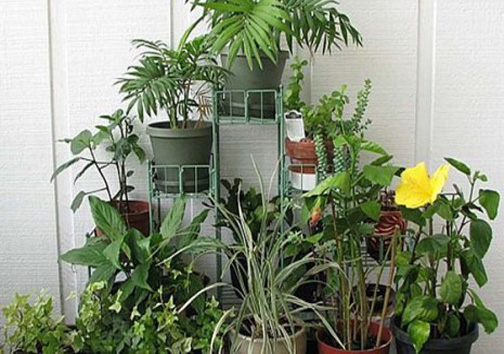 تاثیر گلهای آپارتمانی بر روحیه افراد