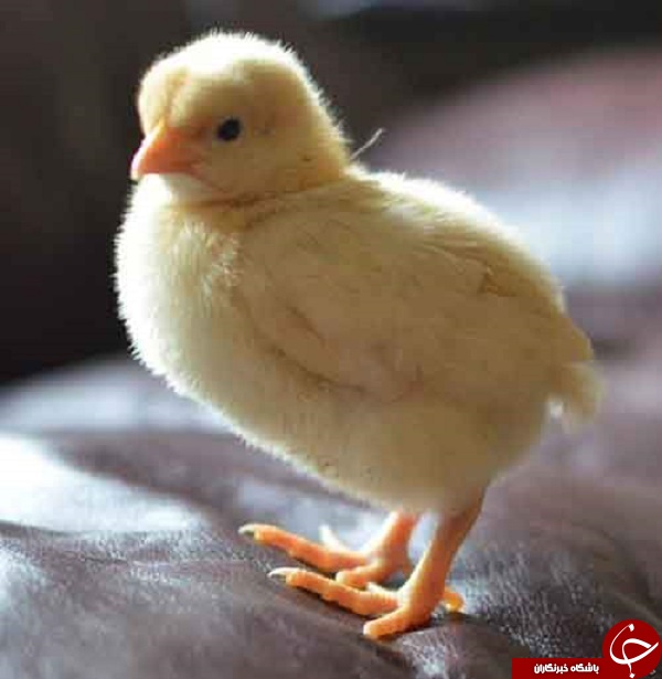 مضحک ترین آداب و رسوم مراسم ازدواج