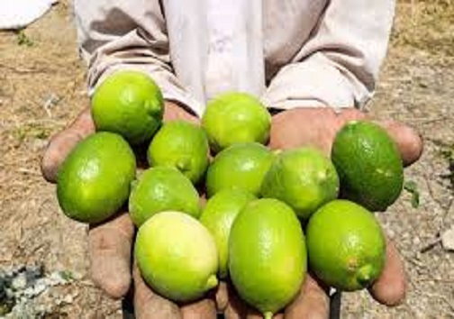 گام بلند محققان جوان در ساخت تجهیزات پزشکی تا تولید کاشی به شیوه پودر خشک + فیلم