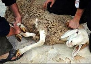 اطلاعیه دامپزشکی درخصوص ذبح دام در معابر شهری