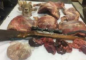 کشف لاشه بز کوهی در منطقه حفاظت شده کوهسالان سروآباد