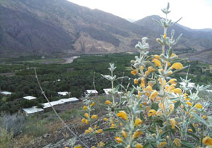 نگاهی به طبیعت بی‌نظیر در روستای کلوچ + تصاویر