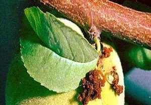 مبارزه با آفت کرم سرشاخه خوار در باغ های میوه ابرکوه