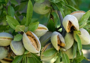 آغاز برداشت بادام از باغات بروجرد
