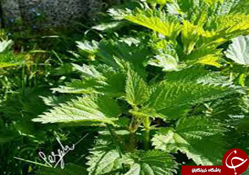 سبزیهای کوهی مازندران و خواص درمانی آنها