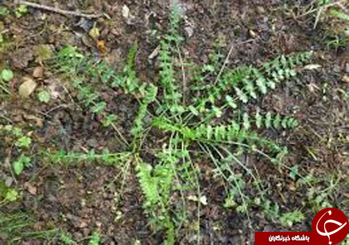 سبزیهای کوهی مازندران و خواص درمانی آنها