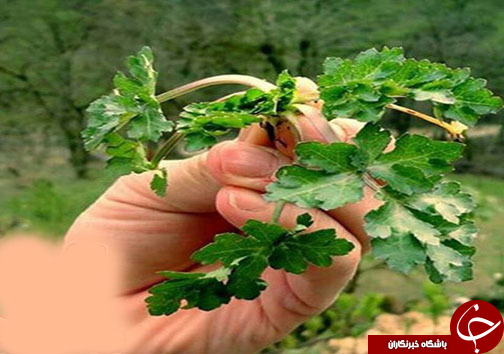 سبزیهای کوهی مازندران و خواص درمانی آنها