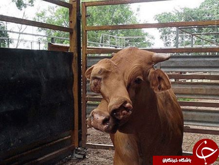 عکس حیرت انگیز از گاو دو سر عکس حیرت انگیز از گاو دو سر