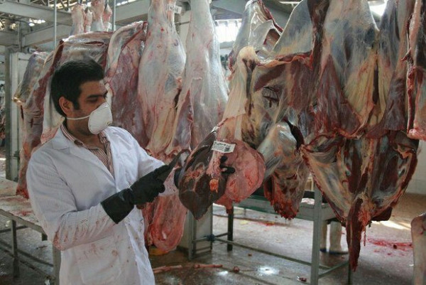 اجرای طرح تشدید نظارت بر ذبح دام‌ها به مناسبت ایام محرم در هرمزگان