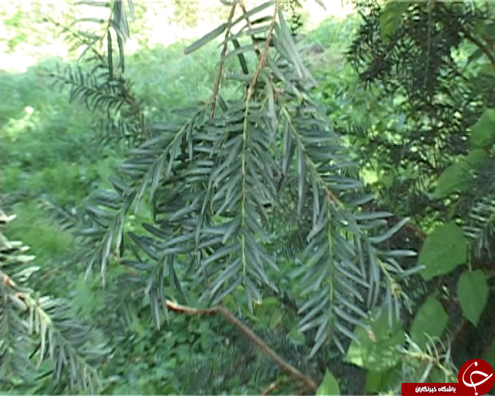 حفاظت از قدیمی&zwnj;ترین فسیل زنده جهان در روستای ارم