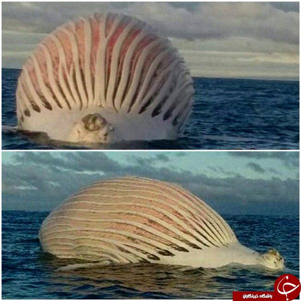وضعیت وحشتناک جسد نهنگی مُرده در دریا+عکس وضعیت وحشتناک جسد نهنگی مُرده در دریا+عکس