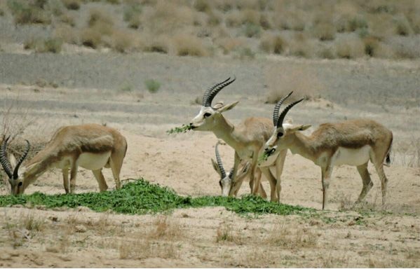 امسال مشکل کمبود علوفه برای حیات وحش نداشتیم