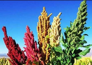 30هکتار از اراضی خراسان جنوبی به کشت کینوا اختصاص یافت