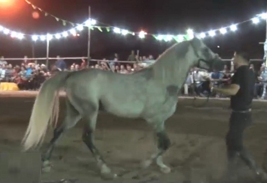 نمایش ۸۰ اسب زیبا از ۶ استان در غرق آبادساوه نمایش ۸۰ اسب زیبا از ۶ استان در غرق آبادساوه