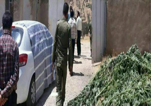 کشت ماری جوانا با دریافت تسهیلات ۴۰۰ میلیونی از کمیته امداد / متهمان دستگیر شدند