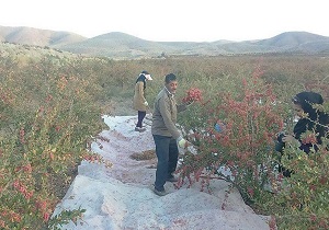 پرداخت تسهیلات میلیاردی به کشاورزان خراسان جنوبی