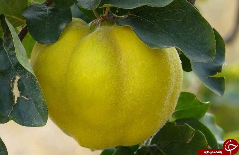 معرفی خواص خارق العاده برگ به + طرز تهیه دمنوش آن/ کاهش تورم چشمها و تقویت موی سر به کمک برگ به معرفی خواص خارق العاده برگ به + طرز تهیه دمنوش آن/ کاهش تورم چشمها و تقویت موی سر به کمک برگ به