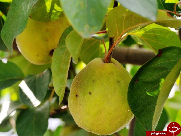 معرفی خواص خارق العاده برگ به + طرز تهیه دمنوش آن/ کاهش تورم چشمها و تقویت موی سر به کمک برگ به معرفی خواص خارق العاده برگ به + طرز تهیه دمنوش آن/ کاهش تورم چشمها و تقویت موی سر به کمک برگ به