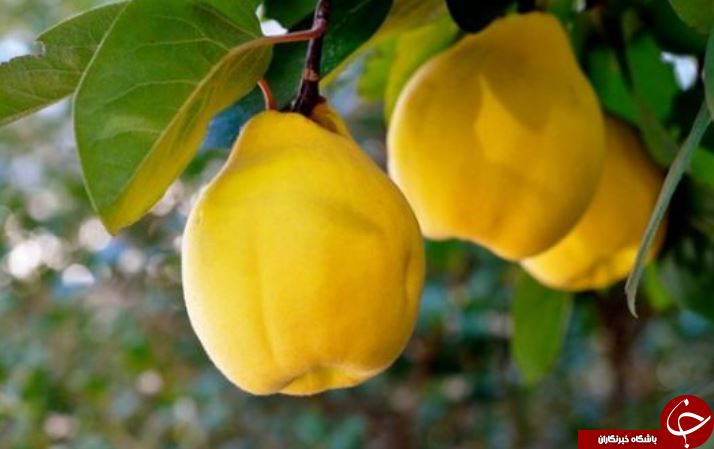 معرفی خواص خارق العاده برگ به + طرز تهیه دمنوش آن/ کاهش تورم چشمها و تقویت موی سر به کمک برگ به معرفی خواص خارق العاده برگ به + طرز تهیه دمنوش آن/ کاهش تورم چشمها و تقویت موی سر به کمک برگ به