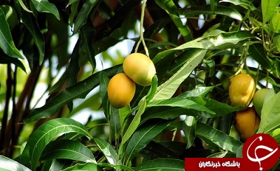 از مزیتهای دارویی و خواص برگ انبه چه میدانید؟ + طرز تهیه جوشانده آن از مزیتهای دارویی و خواص برگ انبه چه میدانید؟ + طرز تهیه جوشانده آن