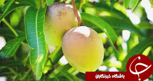 از مزیتهای دارویی و خواص برگ انبه چه میدانید؟ + طرز تهیه جوشانده آن از مزیتهای دارویی و خواص برگ انبه چه میدانید؟ + طرز تهیه جوشانده آن