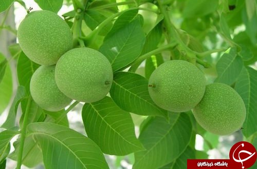 دانستنی&zwnj;های جالب درباره برگ گردو و خواص آن