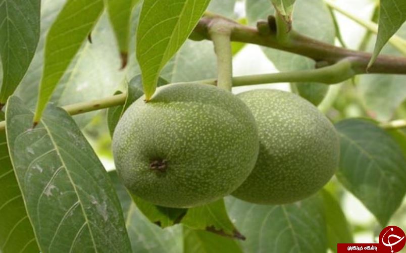 دانستنی&zwnj;های جالب درباره برگ گردو و خواص آن