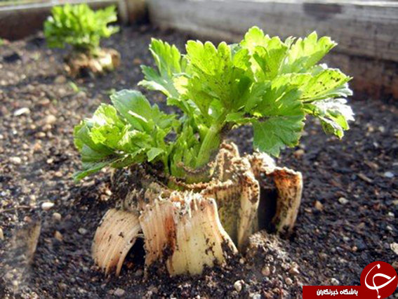 معرفی یک گیاه وحشی به نام کرفس کوهی + خواص جادویی بذر آن/ درمان اضطراب و بیماریهای روماتیسمی به کمک کرفس کوهی! معرفی یک گیاه وحشی به نام کرفس کوهی + خواص جادویی بذر آن/ درمان اضطراب و بیماریهای روماتیسمی به کمک کرفس کوهی!