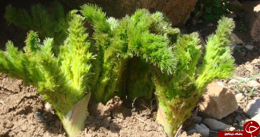 معرفی یک گیاه وحشی به نام کرفس کوهی + خواص جادویی بذر آن/ درمان اضطراب و بیماریهای روماتیسمی به کمک کرفس کوهی! معرفی یک گیاه وحشی به نام کرفس کوهی + خواص جادویی بذر آن/ درمان اضطراب و بیماریهای روماتیسمی به کمک کرفس کوهی!