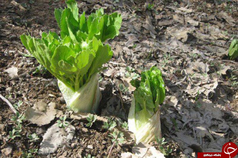 معرفی یک گیاه وحشی به نام کرفس کوهی + خواص جادویی بذر آن/ درمان اضطراب و بیماریهای روماتیسمی به کمک کرفس کوهی! معرفی یک گیاه وحشی به نام کرفس کوهی + خواص جادویی بذر آن/ درمان اضطراب و بیماریهای روماتیسمی به کمک کرفس کوهی!