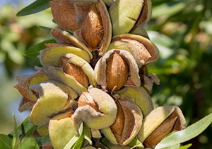 چهارمحال و بختیاری رتبه نخست تولید بادام آبی را کسب کرد