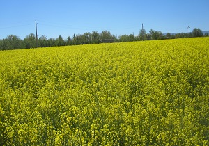 کشت کلزادر بویین زهرا