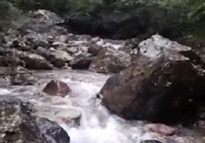 طبیعت زیبا و دل‌انگیز روستای "عسل محله" + فیلم