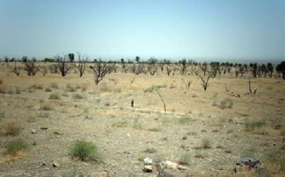 خون به دلِ گاوخونی/تالابی خشک در دل کویر