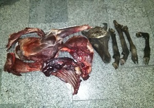 کشف لاشه قوچ وحشی از شکارچی غیر مجاز در شهرستان شاهرود