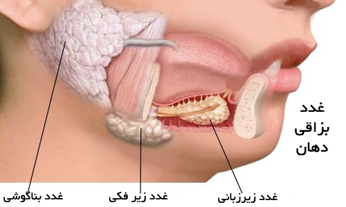 غدد بزاقی شما روزانه تا یک لیتر بزاق تولید می&zwnj;کنند