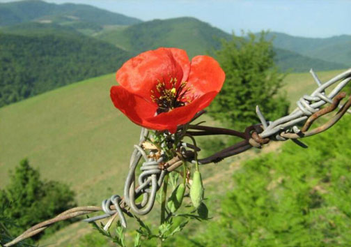 جنگل های بکر پاسند مقصد گردشگران داخلی و خارجی