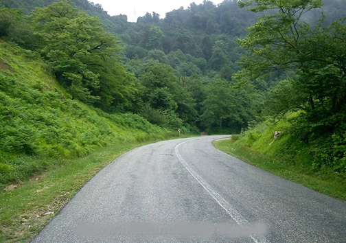 جنگل های بکر پاسند مقصد گردشگران داخلی و خارجی