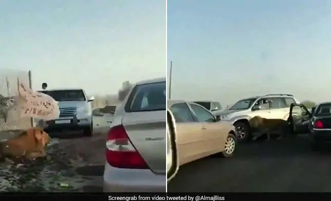 پرسه شیر سرگردان در وسط اتوبان! + فیلم//