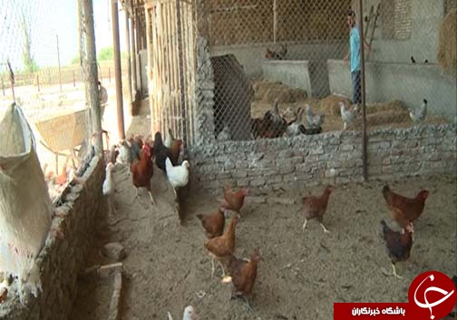 خواجه نفس، نفس دوباره گرفت / ایجاد شغل با بهره گیری از ظرفیت&zwnj;های پنهان مسجد