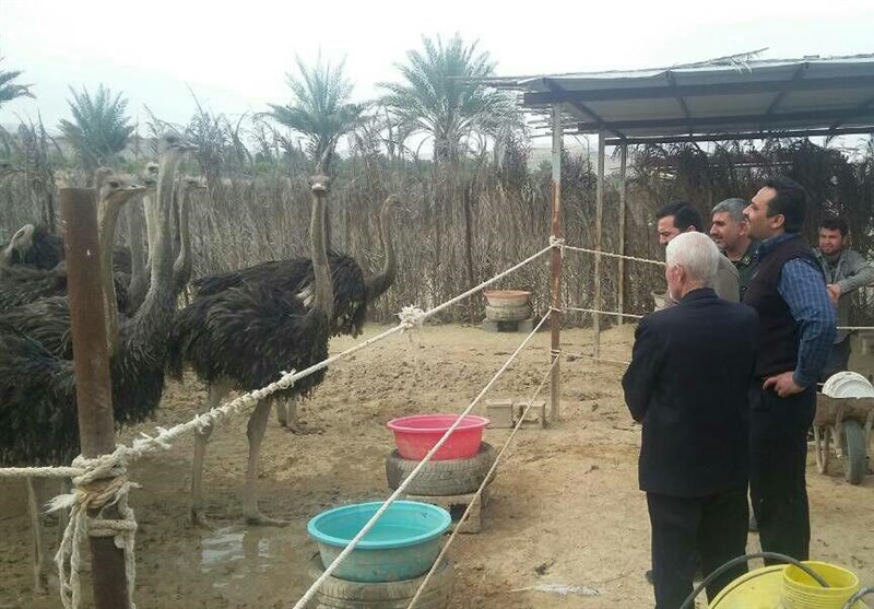 کسب درآمد میلیونی جوان کارآفرین از پرورش شترمرغ/ مزرعه خود را از صنایع تبدیلی به فرآوری تبدیل کردم! کسب درآمد میلیونی جوان کارآفرین از پرورش شترمرغ/ مزرعه خود را از صنایع تبدیلی به فرآوری تبدیل کردم!