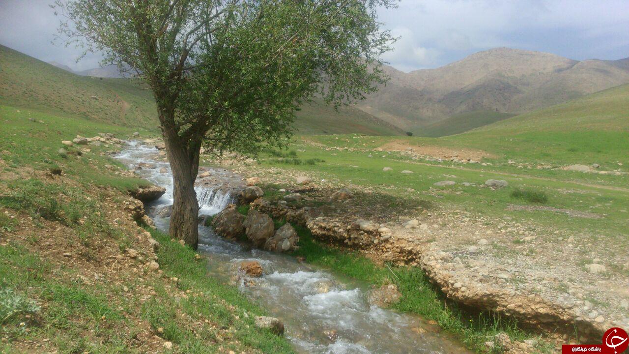 طبیعت سرسبز و زیبای 