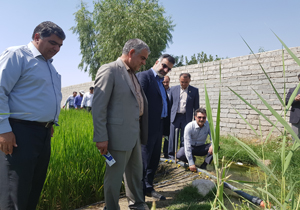 آبیاری تیپ موضعی در چند مزرعه الگویی برنج برای نخستین بار در کشور/فارس رتبه نخست توسعه سامانه‌های نوین آبیاری در کشور