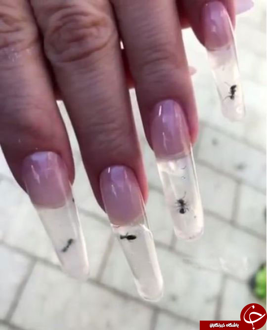 کاشت ناخن با مورچه زنده+ تصاویر