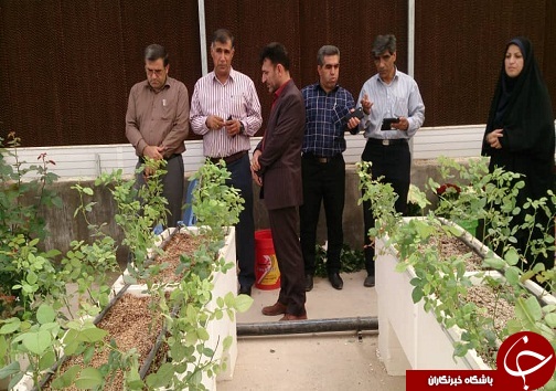 گلخانه صنعتی اندیمشک افتتاح شد