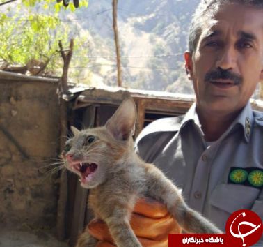 گربه وحشی زخمی در خرم آباد تیمار شد