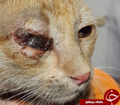 گربه وحشی زخمی در خرم آباد تیمار شد
